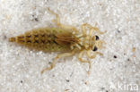 Yellow-legged Dragonfly (Gomphus flavipes)