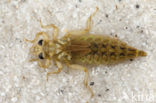 Yellow-legged Dragonfly (Gomphus flavipes)