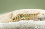 Yellow-legged Dragonfly (Gomphus flavipes)