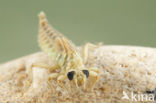 Yellow-legged Dragonfly (Gomphus flavipes)