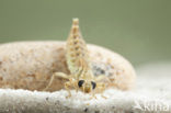 Yellow-legged Dragonfly (Gomphus flavipes)