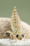 Yellow-legged Dragonfly (Gomphus flavipes)
