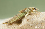 Yellow-legged Dragonfly (Gomphus flavipes)