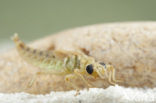 Yellow-legged Dragonfly (Gomphus flavipes)
