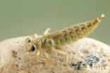 Yellow-legged Dragonfly (Gomphus flavipes)