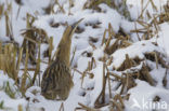 Bittern (Botaurus stellaris)