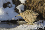 Bittern (Botaurus stellaris)