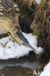 Bittern (Botaurus stellaris)