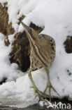 Bittern (Botaurus stellaris)