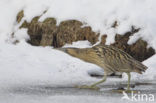 Bittern (Botaurus stellaris)