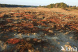 Ruig haarmos (Polytrichum piliferum)