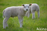 Schaap (Ovis domesticus)