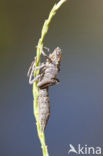 Schaduwlibel (Caliaeschna microstigma)