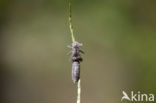 Schaduwlibel (Caliaeschna microstigma)