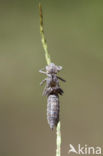 Schaduwlibel (Caliaeschna microstigma)