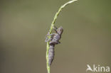 Schaduwlibel (Caliaeschna microstigma)