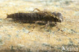Schaduwlibel (Caliaeschna microstigma)