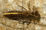 Schaduwlibel (Caliaeschna microstigma)