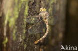 Western Spectre (Boyeria irene)