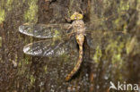 Western Spectre (Boyeria irene)