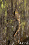 Western Spectre (Boyeria irene)