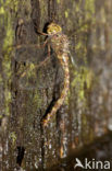Western Spectre (Boyeria irene)