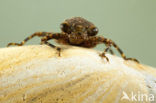 Western Spectre (Boyeria irene)