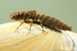 Western Spectre (Boyeria irene)