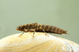 Western Spectre (Boyeria irene)