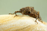 Western Spectre (Boyeria irene)