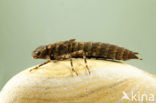 Western Spectre (Boyeria irene)