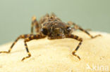 Western Spectre (Boyeria irene)
