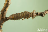 Western Spectre (Boyeria irene)