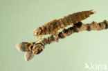 Western Spectre (Boyeria irene)