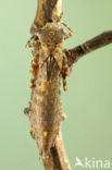 Western Spectre (Boyeria irene)
