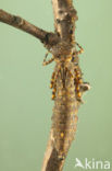 Western Spectre (Boyeria irene)