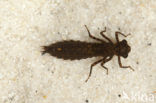 Western Spectre (Boyeria irene)
