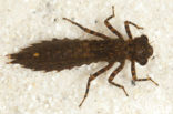 Western Spectre (Boyeria irene)