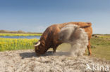 Highland Cow (Bos domesticus)