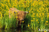 Highland Cow (Bos domesticus)