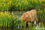 Highland Cow (Bos domesticus)