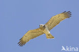 Short-toed Eagle (Circaetus gallicus)