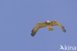 Short-toed Eagle (Circaetus gallicus)