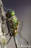 Downy Emerald (Cordulia aenea)