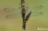 Downy Emerald (Cordulia aenea)