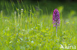 Soldaatje (Orchis militaris) 