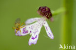 Soldaatje (Orchis militaris) 