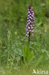 Soldaatje (Orchis militaris) 