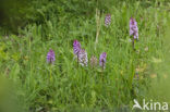 Soldaatje (Orchis militaris) 