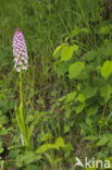 Soldaatje (Orchis militaris) 